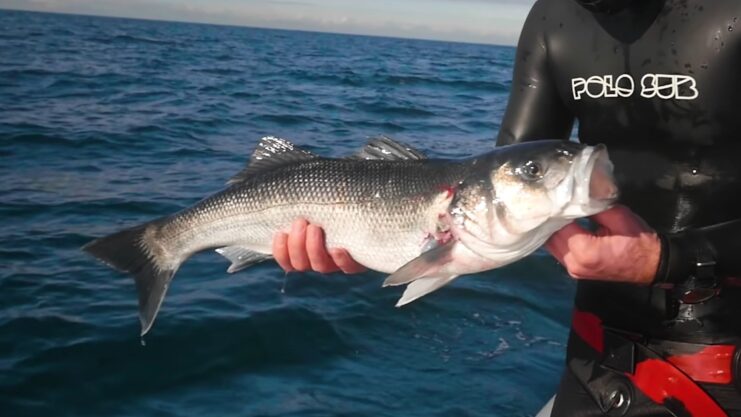 Bass, Shoal Georgia