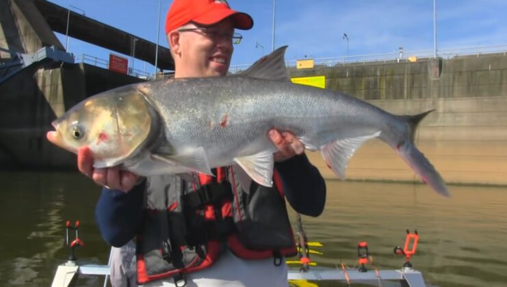 Bighead Carp Illinois