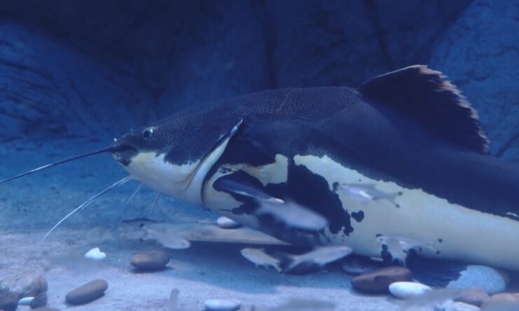 Blue Catfish Illinois