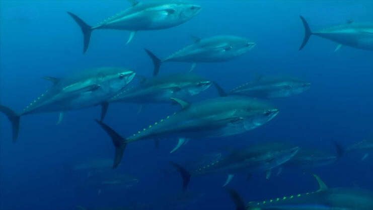 Bluefin Tuna