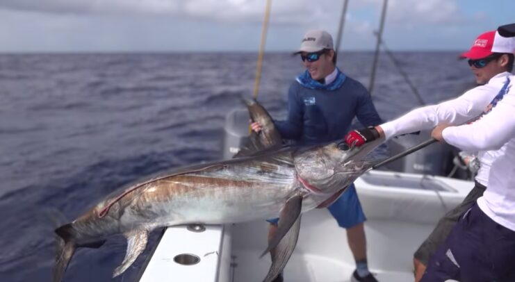 Broadbill Swordfish (Xiphias gladius)