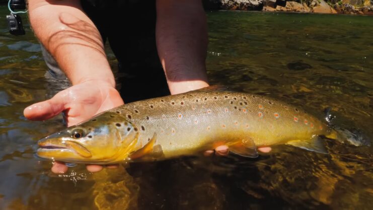 Brown Trout