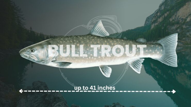 Bull Trout