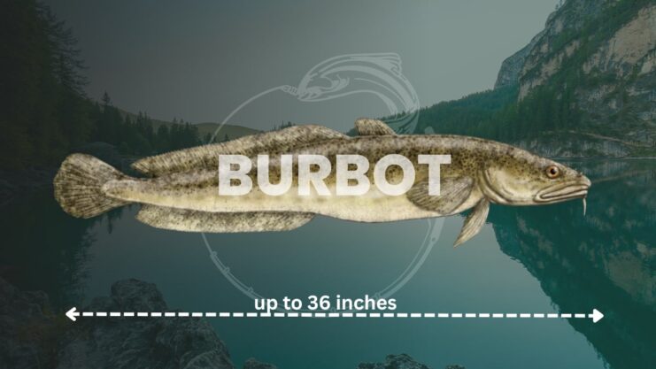 Burbot