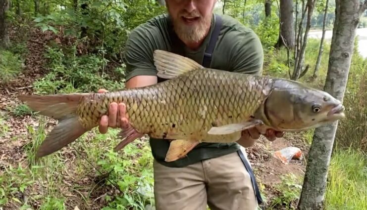 Carp, Common Georgia 