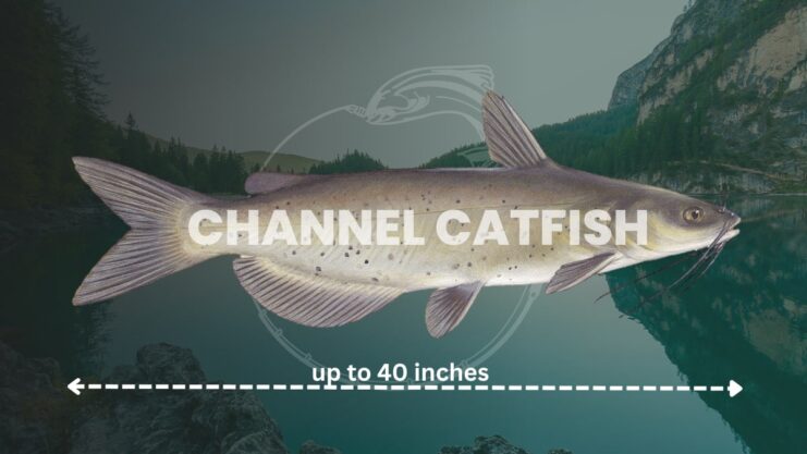 Channel Catfish