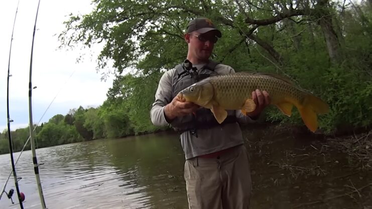 Common Carp Fishing