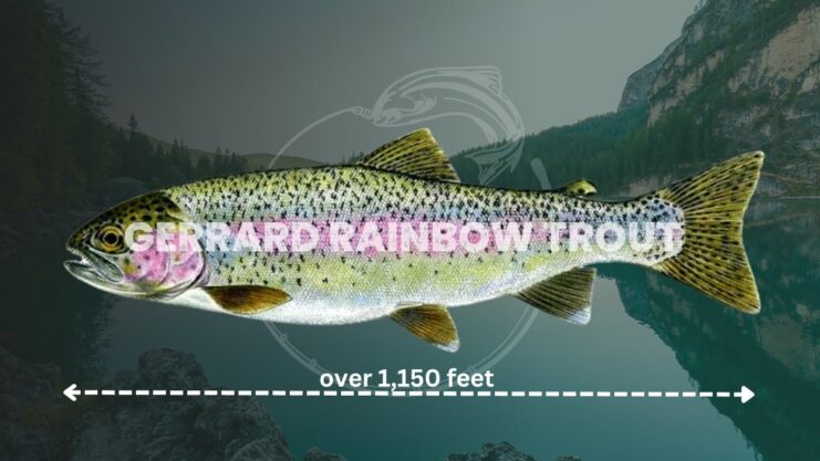 Gerrard Rainbow Trout