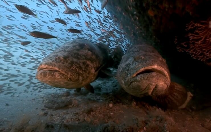 Goliath Groupers