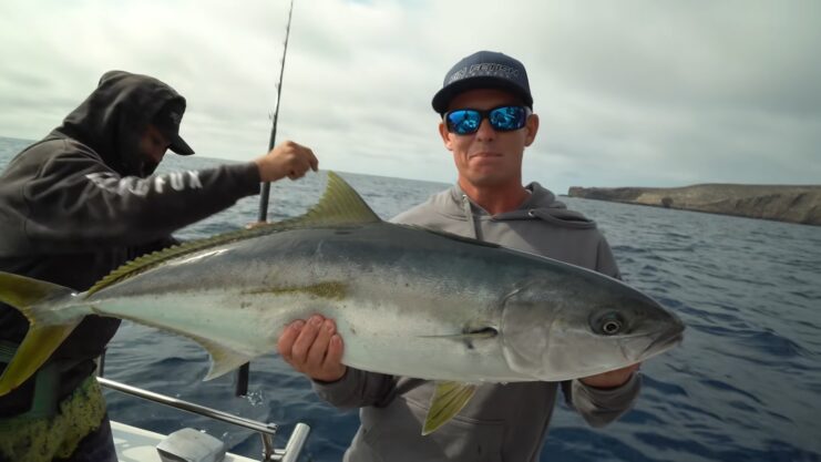 HUGE California Yellowtail