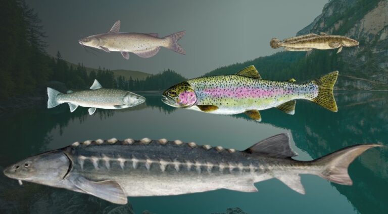 Idaho’s Biggest Fish Species