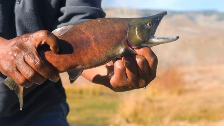 Kokanee