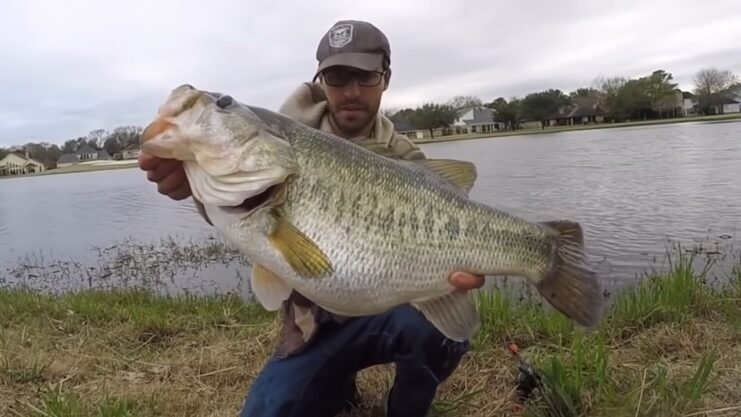 LARGEMOUTH BASS