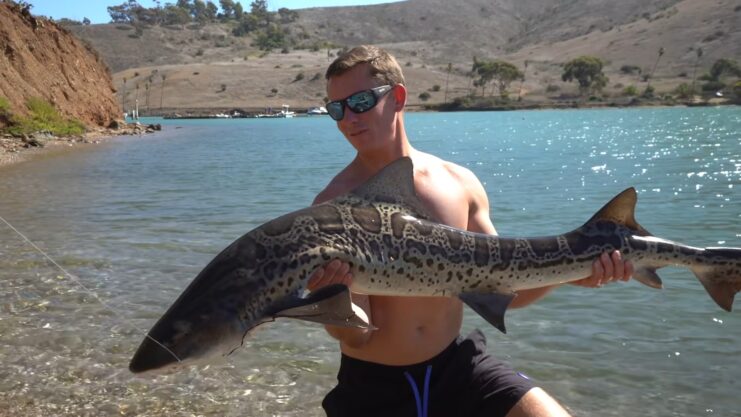 Leopard Shark!