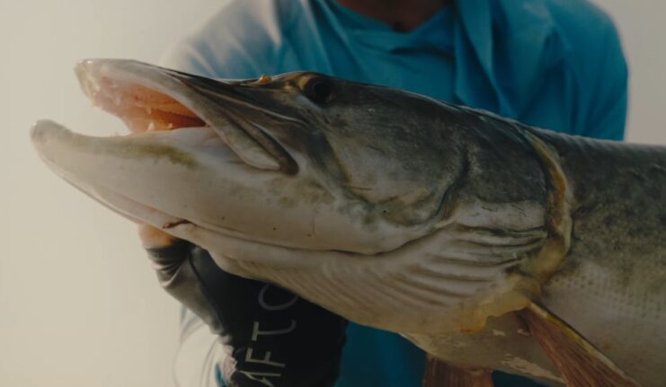 Muskellunge Georgia