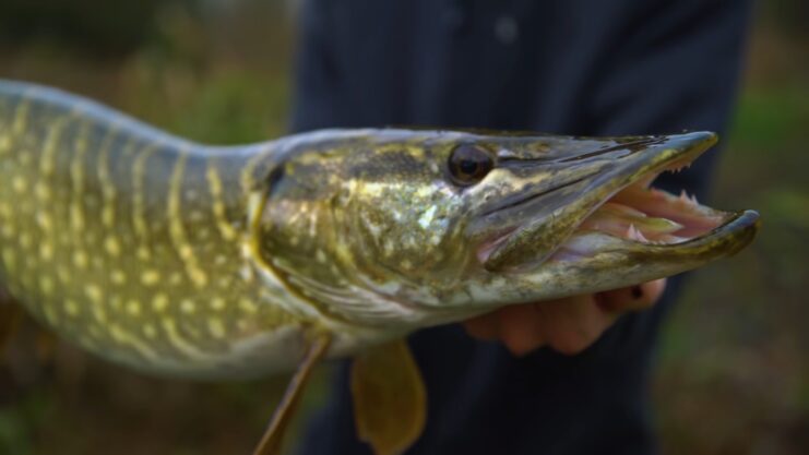 Northern Pike