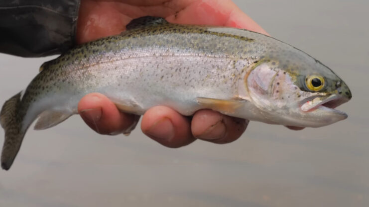 Rainbow Trout