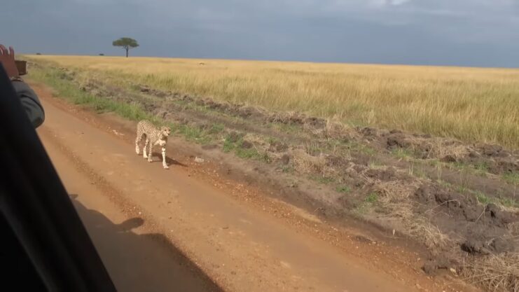 Safari in Africa