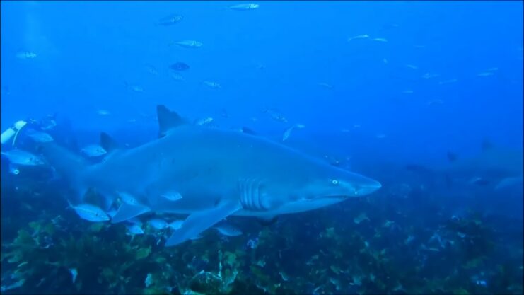 Sand Tiger Shark