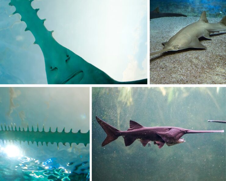 Sawfish