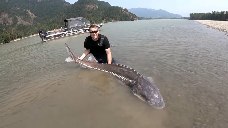 Sturgeon