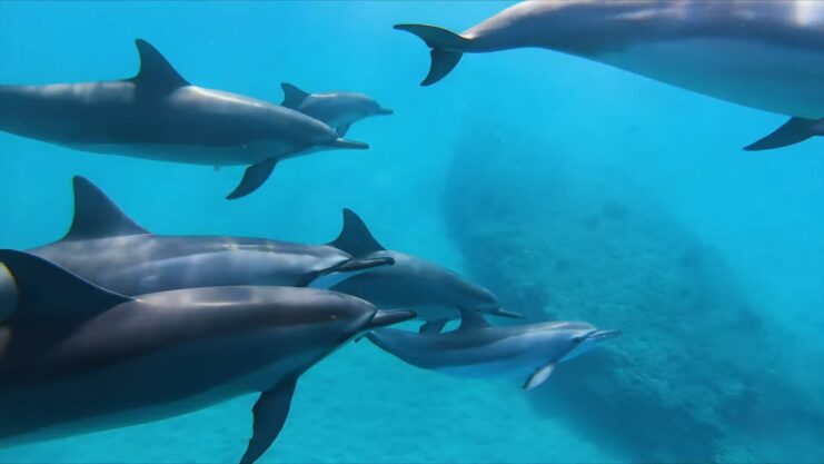 Swim with Dolphins