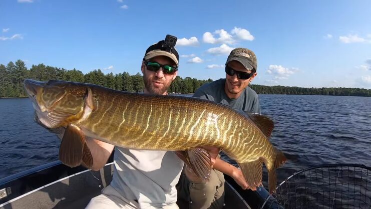 TIGER Muskies