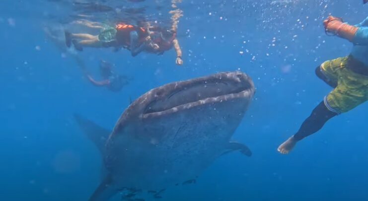 Whale Shark (Rhincodon typus) Fish in Hawaii