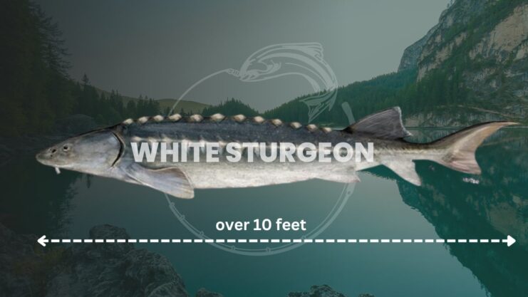 White Sturgeon