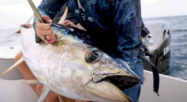 Yellowfin Tuna (1)
