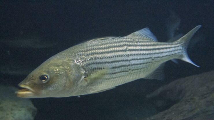 biggest fish in connecticut bass