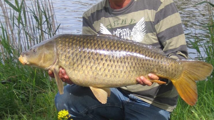 biggest fish in connecticut carp