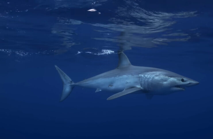 biggest fish in connecticut mako shark