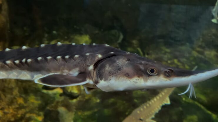 biggest fish in connecticut sturgeon