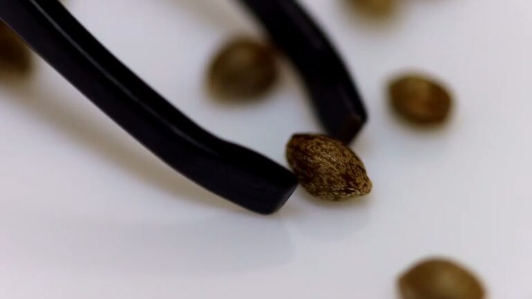How To Store Cannabis Seeds: Preserving Potency And Viability